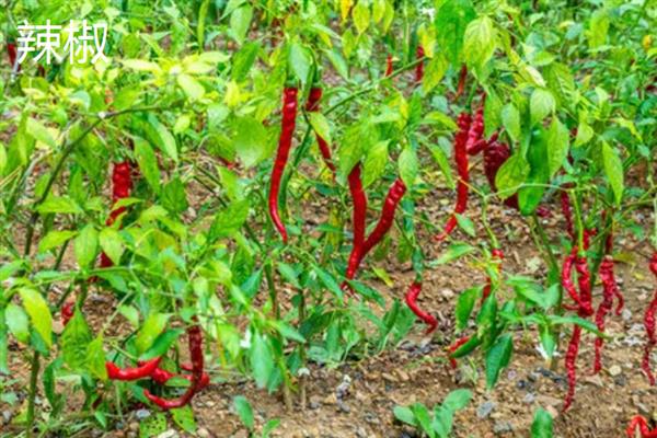 芒种季节适合种什么农作物，适合种甘蓝、空心菜等