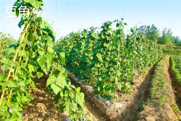 芒种季节适合种什么农作物，适合种甘蓝、空心菜等