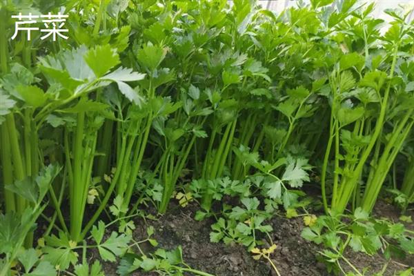 芒种季节适合种什么农作物，适合种甘蓝、空心菜等