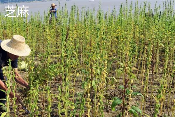 芒种季节适合种什么农作物，适合种甘蓝、空心菜等