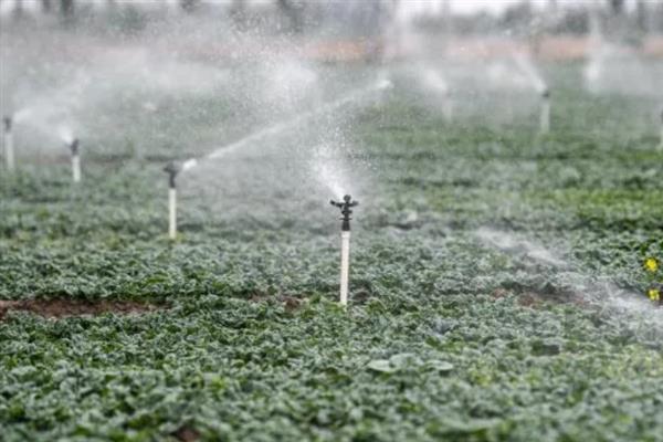 芒种季节适合种什么农作物，适合种甘蓝、空心菜等