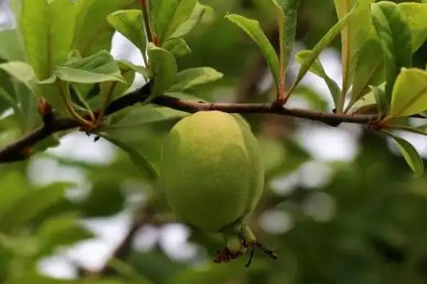 木瓜海棠能不能吃，木瓜海棠能吃