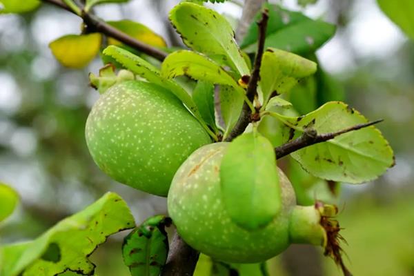 木瓜海棠能不能吃，木瓜海棠能吃