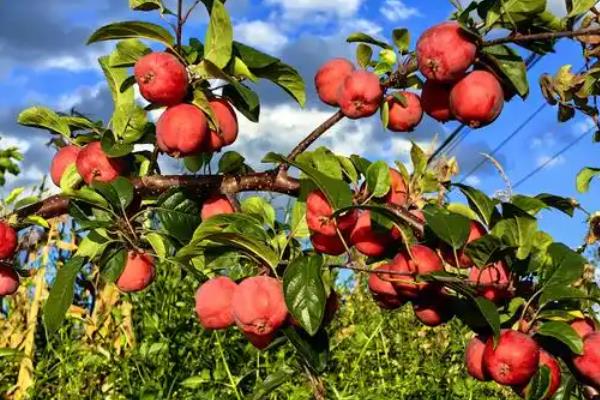 木瓜海棠能不能吃，木瓜海棠能吃