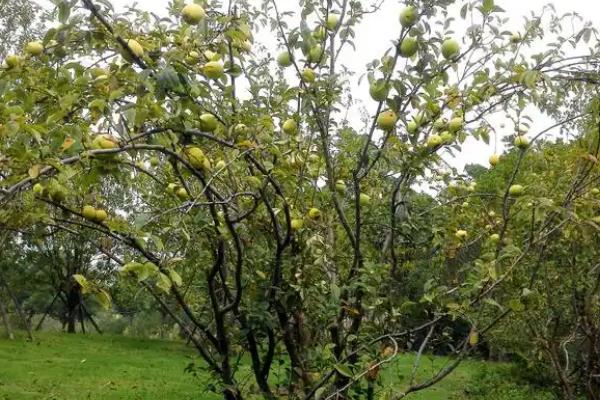 木瓜海棠能不能吃，木瓜海棠能吃