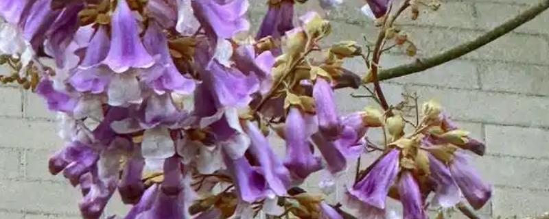 紫花泡桐有没有毒，紫花泡桐无毒