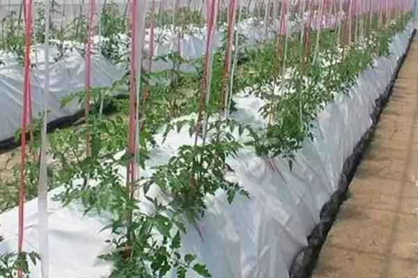 西红柿未成熟就腐烂如何防治，浇水时要保证浇足