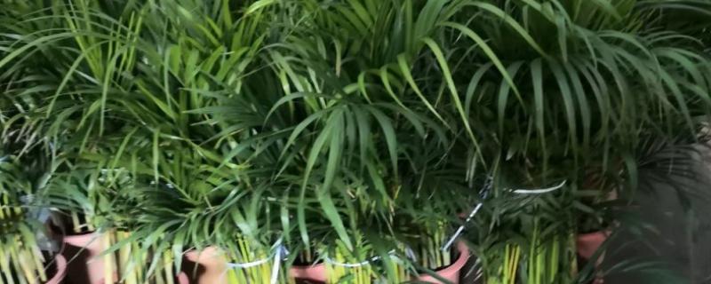 散尾葵的养殖方法，春秋季可以每周浇水1-2次