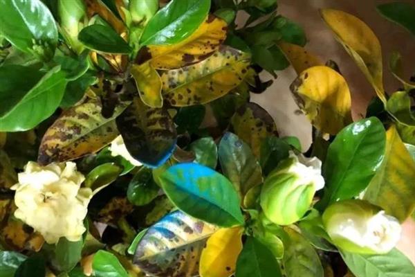 栀子花掉叶子的原因及处理方法，可能是土壤不适引起的