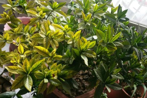 栀子花掉叶子的原因及处理方法，可能是土壤不适引起的