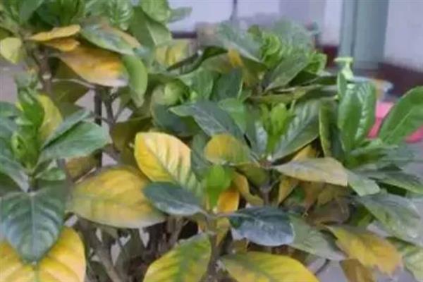 栀子花掉叶子的原因及处理方法，可能是土壤不适引起的