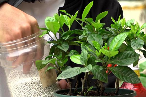 栀子花掉叶子的原因及处理方法，可能是土壤不适引起的