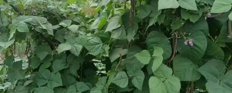 豆角的施肥方法，可选择含有高钾和高磷的复合肥料