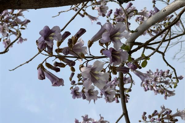紫花泡桐有没有毒，紫花泡桐无毒