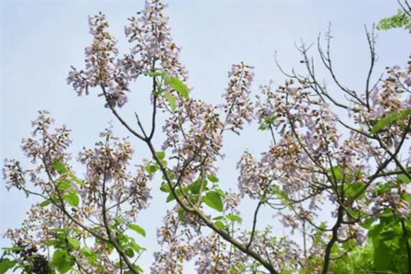 紫花泡桐有没有毒，紫花泡桐无毒