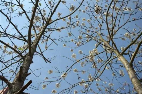 紫花泡桐有没有毒，紫花泡桐无毒