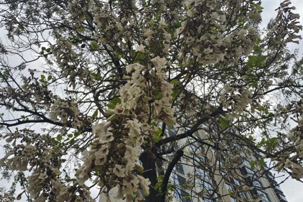 紫花泡桐有没有毒，紫花泡桐无毒