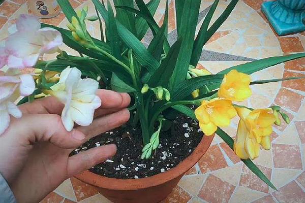 香水兰开完花如何处理，及时剪掉开败的残花以及花茎