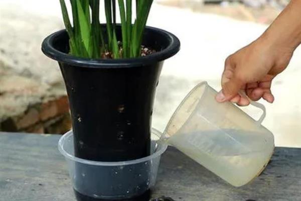 香水兰开完花如何处理，及时剪掉开败的残花以及花茎