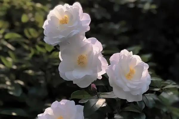 山茶花有什么花语，象征谦让、理想的爱、天真可爱