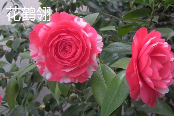 山茶花有什么花语，象征谦让、理想的爱、天真可爱