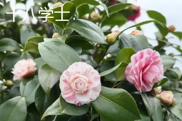山茶花有什么花语，象征谦让、理想的爱、天真可爱