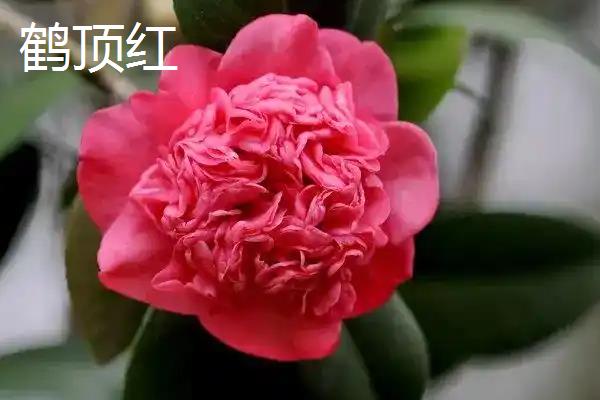 山茶花有什么花语，象征谦让、理想的爱、天真可爱