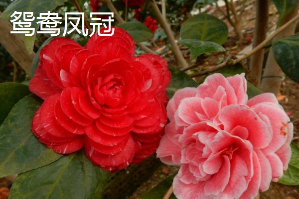 山茶花有什么花语，象征谦让、理想的爱、天真可爱