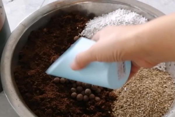 散尾葵的养殖方法，春秋季可以每周浇水1-2次