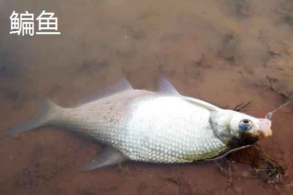 鳊鱼有什么生活习性，冬季喜欢在深水处越冬