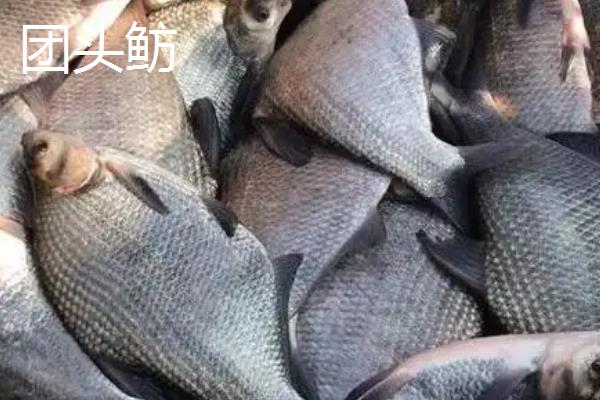 鳊鱼有什么生活习性，冬季喜欢在深水处越冬