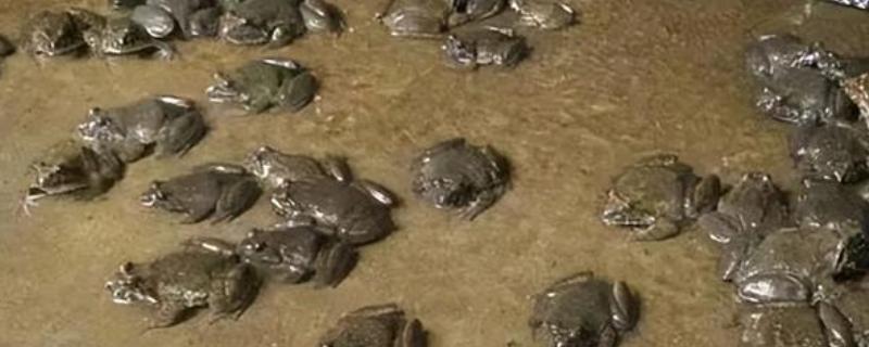 养10000只石蛙要多大的场地，要2000平米