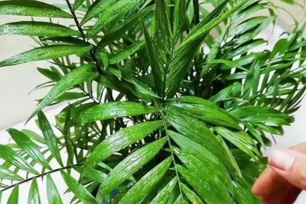 散尾葵的养殖方法，春秋季可以每周浇水1-2次