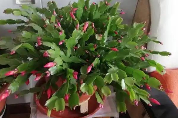 蟹爪兰掉花苞之后能否开放，清理残花和花苞可让植株再次开花