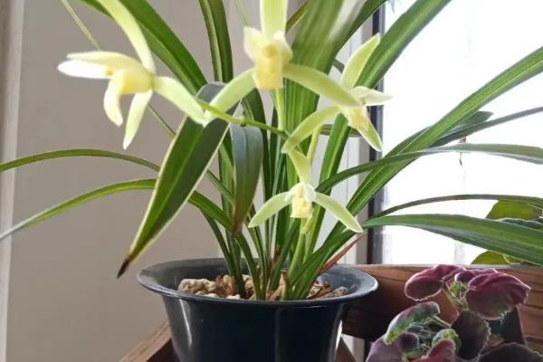 夏天开的兰花品种，有蒲兰、蕙兰、剑兰等