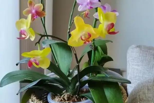 夏天开的兰花品种，有蒲兰、蕙兰、剑兰等