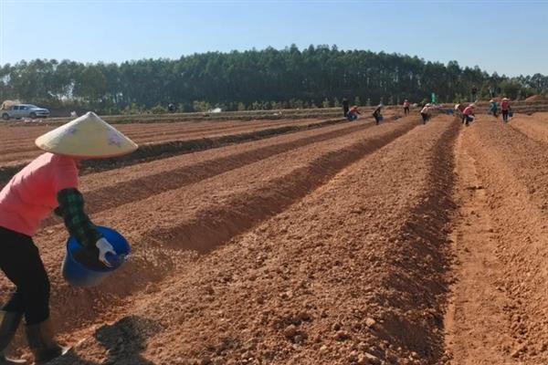 五彩石竹种子的种植方法，可以在9-10月份之间进行播种