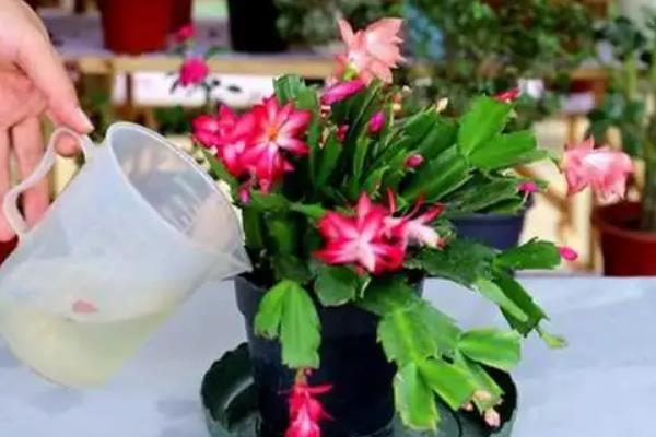 蟹爪兰掉花苞之后能否开放，清理残花和花苞可让植株再次开花