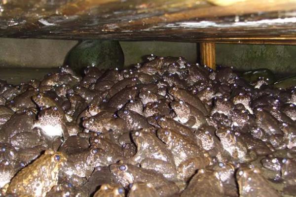 养10000只石蛙要多大的场地，要2000平米