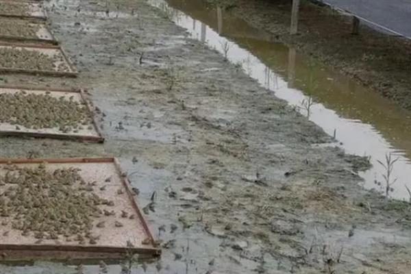 养10000只石蛙要多大的场地，要2000平米