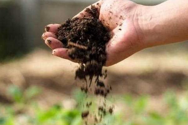 豆角的施肥方法，可选择含有高钾和高磷的复合肥料