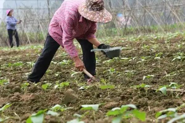豆角的施肥方法，可选择含有高钾和高磷的复合肥料