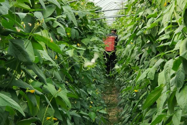豆角的施肥方法，可选择含有高钾和高磷的复合肥料