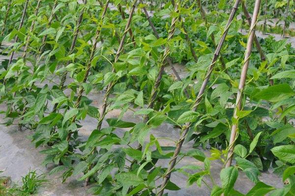 豆角的施肥方法，可选择含有高钾和高磷的复合肥料