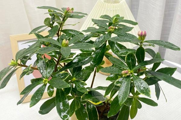 瑞香开完花后如何修剪，摘除凋谢的花骨朵并剪除不良枝叶