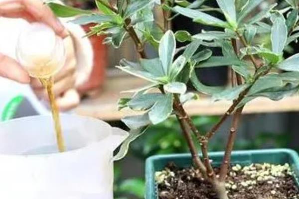 瑞香开完花后如何修剪，摘除凋谢的花骨朵并剪除不良枝叶