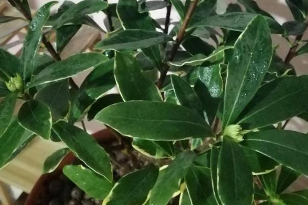 瑞香开完花后如何修剪，摘除凋谢的花骨朵并剪除不良枝叶