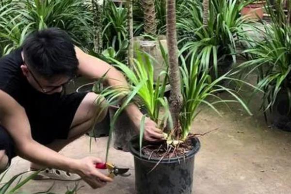 怎么给龙血树打顶，在春季或夏季进行