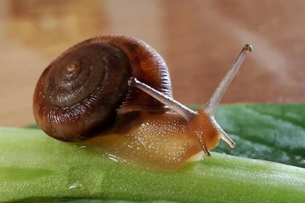 蜗牛的牙齿在哪，密集、整齐地排列在舌头上