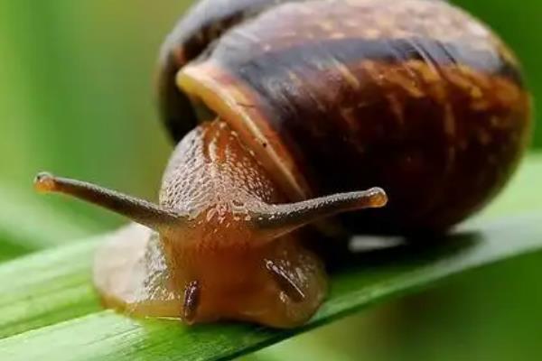 蜗牛的牙齿在哪，密集、整齐地排列在舌头上